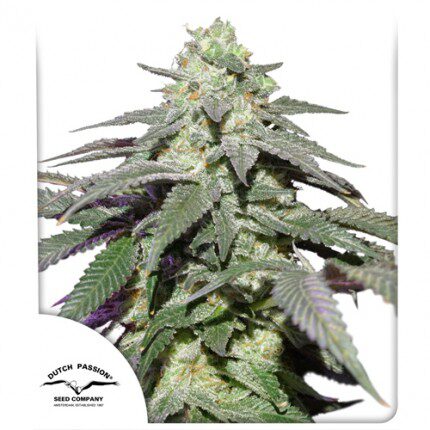 Auto Skywalker Haze — Dutch Passion