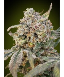 Auto Somango Glue — Advanced Seeds