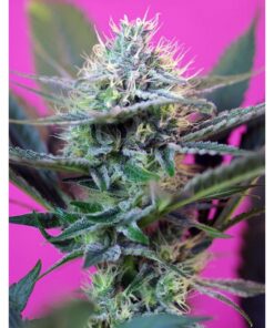 Auto +Speed — Sweet Seeds