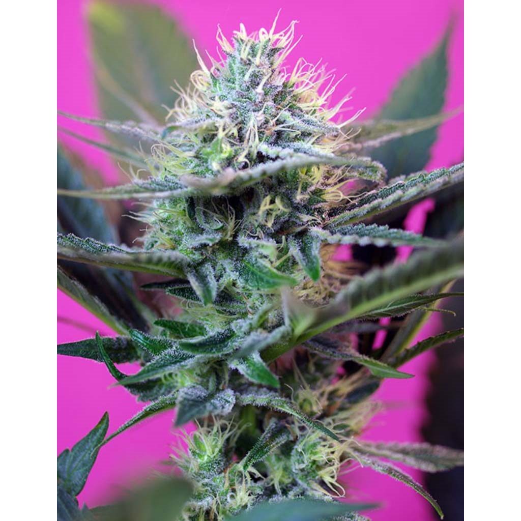 Auto +Speed — Sweet Seeds