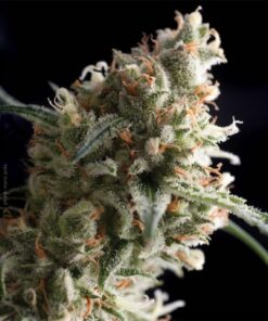 Auto Super Hash — Pyramid Seeds