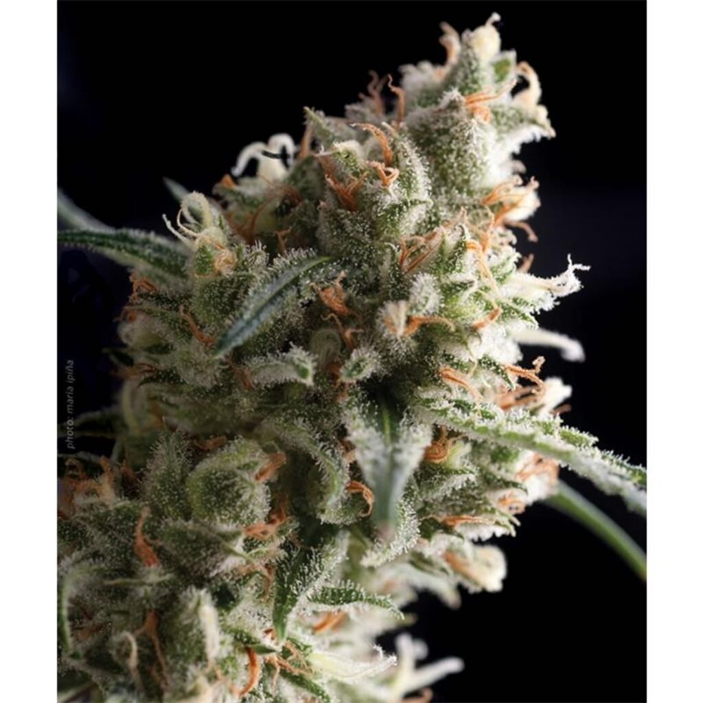 Auto Super Hash — Pyramid Seeds