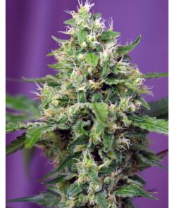 Auto Sweet Amnesia Haze XL — Sweet Seeds