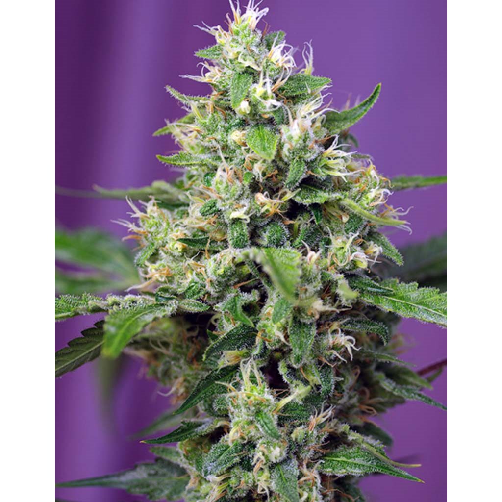 Auto Sweet Amnesia Haze XL — Sweet Seeds