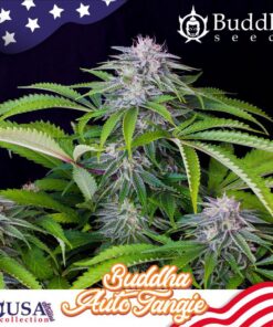 Auto Tangie — Buddha Seeds