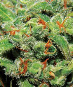 Auto Tasty — Exclusive Seeds