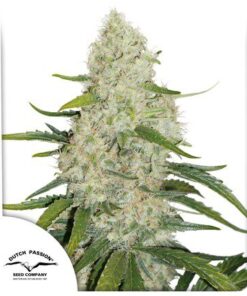 Auto Think Big — Dutch Passion