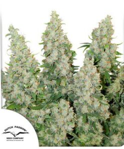 Auto Think Different — Dutch Passion