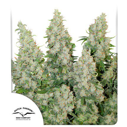 Auto Think Different — Dutch Passion