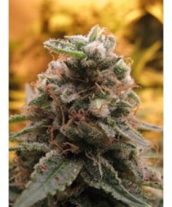 Auto Top 69 — Advanced Seeds