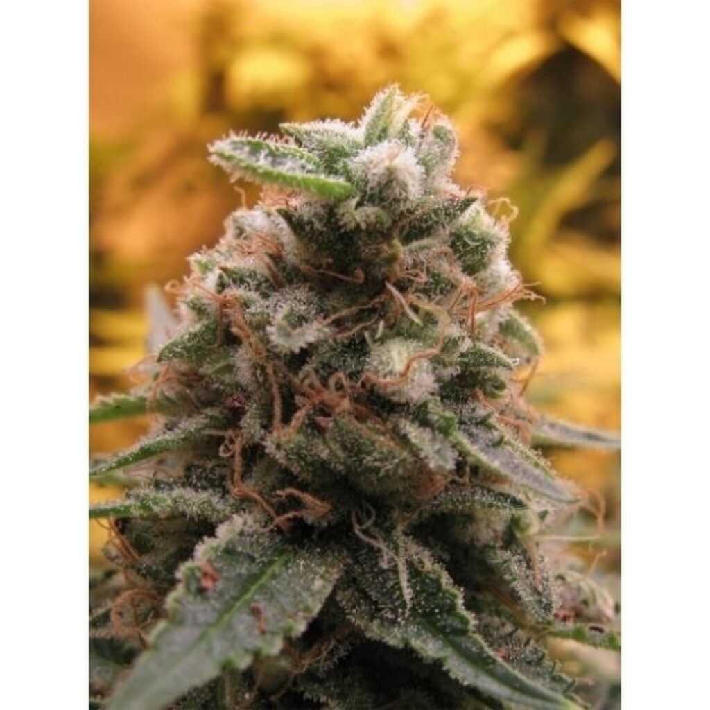 Auto Top 69 — Advanced Seeds Auto Top 69 — Advanced Seeds