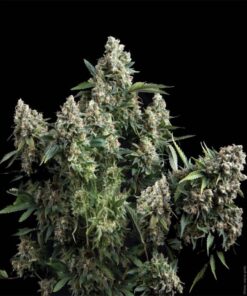 Auto Tutankhamon — Pyramid Seeds