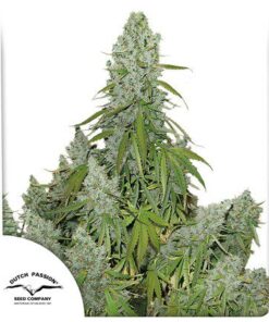Auto Ultimate — Dutch Passion