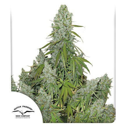 Auto Ultimate — Dutch Passion