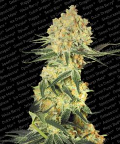 Auto Wappa — Paradise Seeds
