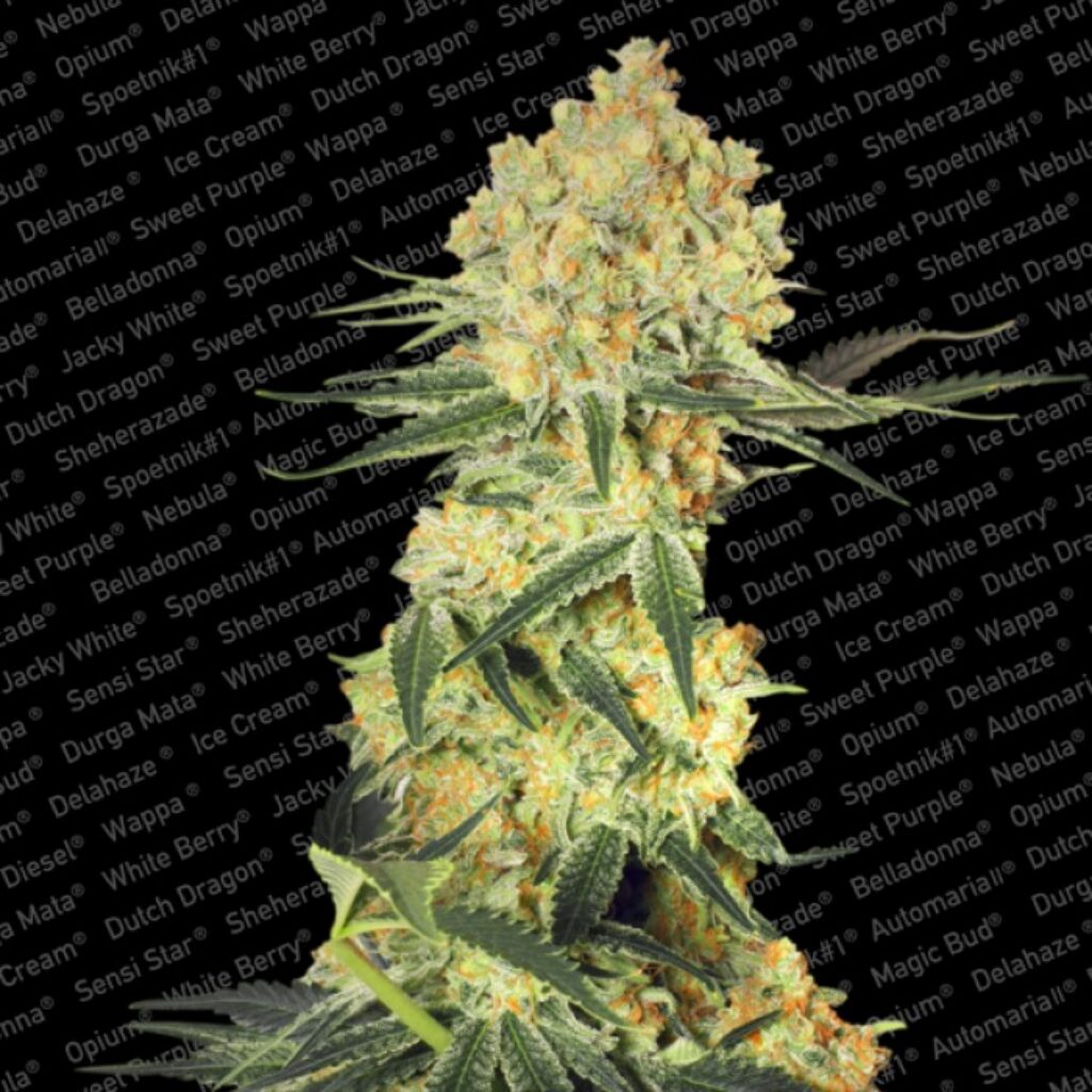 Auto Wappa — Paradise Seeds