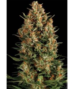 Auto Wembley — Pyramid Seeds