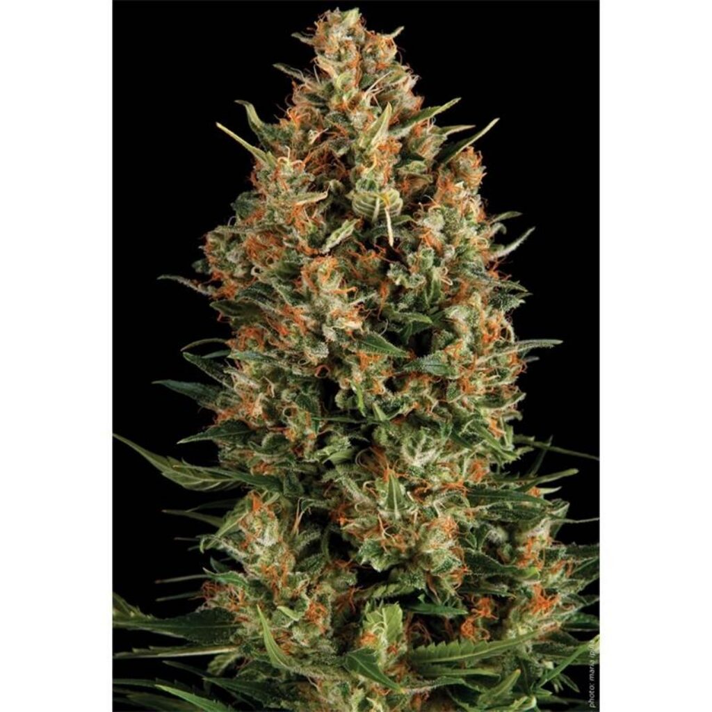 Auto Wembley — Pyramid Seeds
