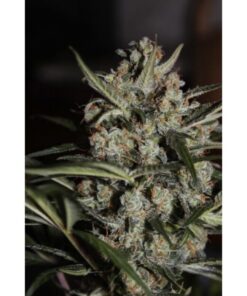 Auto White Berry — Paradise Seeds