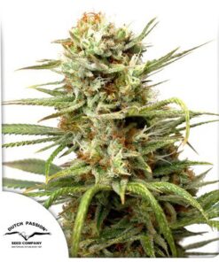 Auto White Widow — Dutch Passion