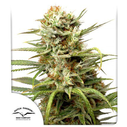 Auto White Widow — Dutch Passion