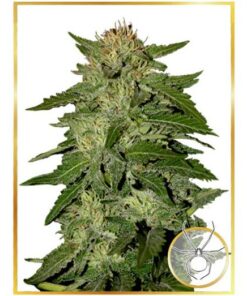 Auto White Widow — Mr Hide
