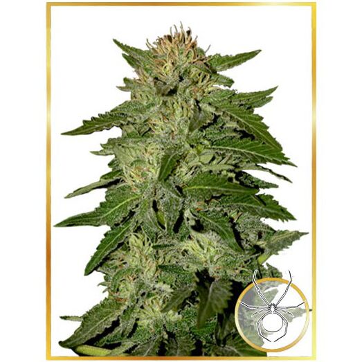 Auto White Widow — Mr Hide