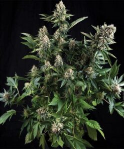 Auto White Widow — Pyramid Seeds