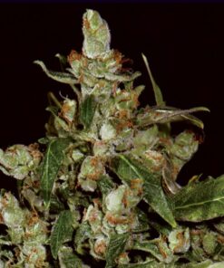 Auto Widow — Cbd Seeds