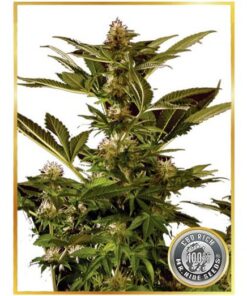 Auto Winweed CBD — Mr Hide