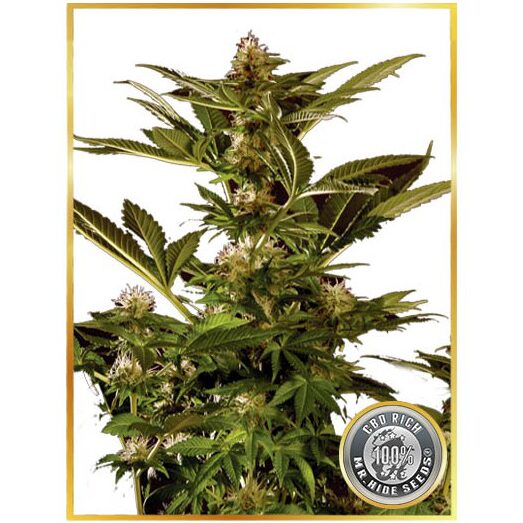 Auto Winweed CBD — Mr Hide