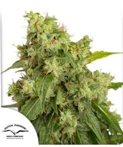 Auto Xtreme — Dutch Passion