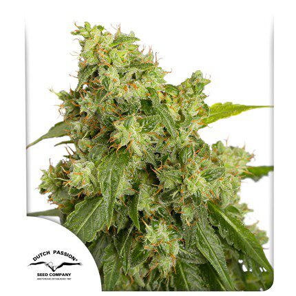 Auto Xtreme — Dutch Passion