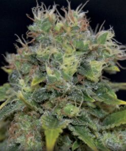 Auto Yumbolt — Cbd Seeds