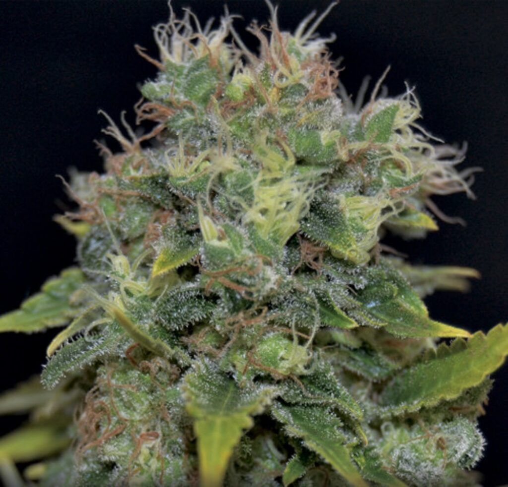 Auto Yumbolt — Cbd Seeds