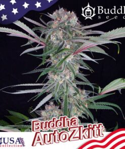 Auto Zkitt — Buddha Seeds