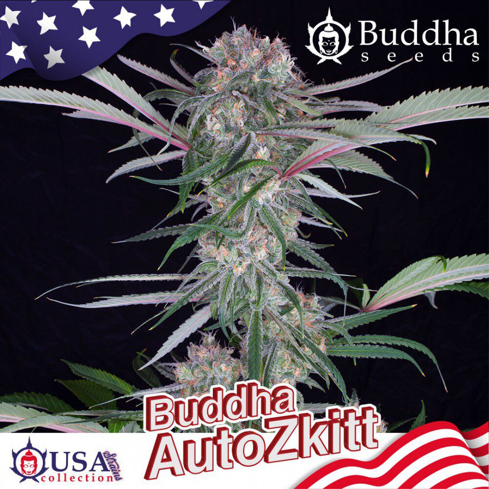 Auto Zkitt — Buddha Seeds