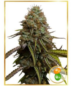 Auto Zkittle — Mr Hide