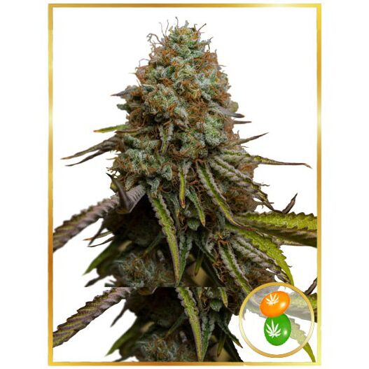 Auto Zkittle — Mr Hide