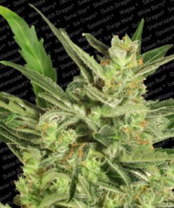Automaria II — Paradise Seeds