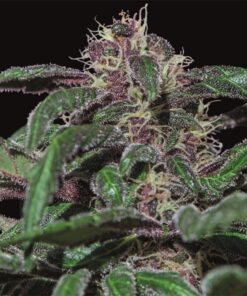 Ayahuasca Purple Fem — Barney's Farm