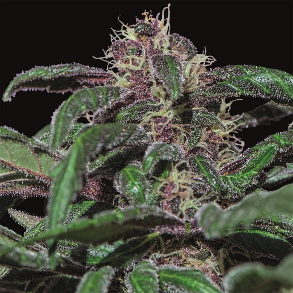 Ayahuasca Purple Fem — Barney's Farm