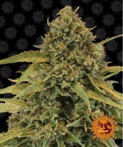 Bad Azz Kush Fem — Barney's Farm