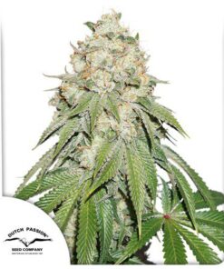 Banana Blaze Fem — Dutch Passion