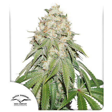 Banana Blaze Fem — Dutch Passion
