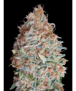 Banana Cookies Fem — Advanced Seeds