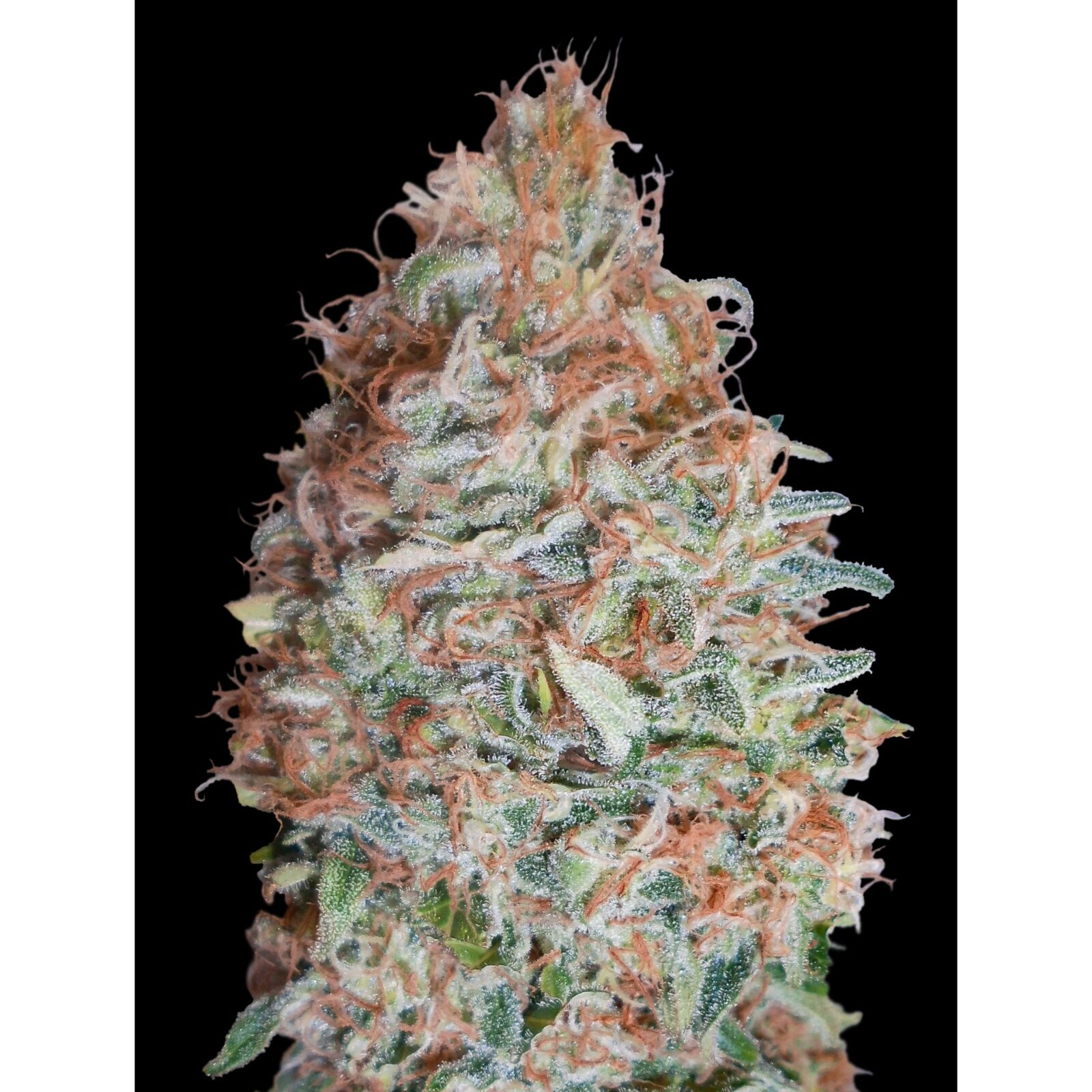 Banana Cookies Fem — Advanced Seeds