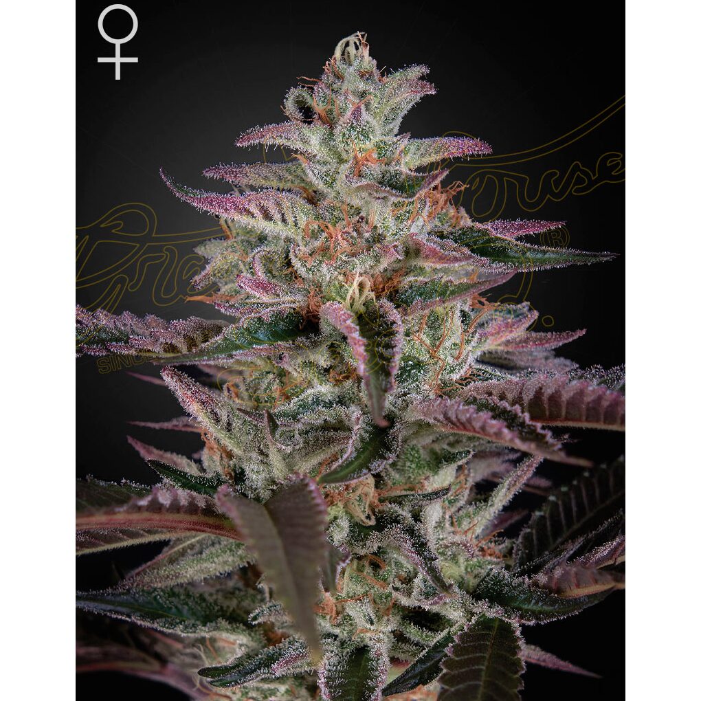 Banana Krumble Fem. — Green House Banana Krumble Fem. — Green House