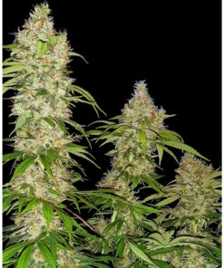 Banana Kush Cake Fem — Sensi Seeds