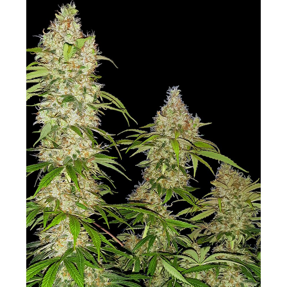 Banana Kush Cake Fem — Sensi Seeds